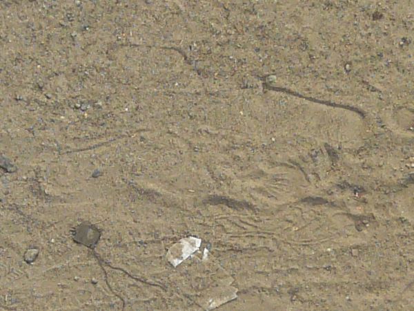 Dirt area in grey and brown tones with footprints and tire marks on surface.